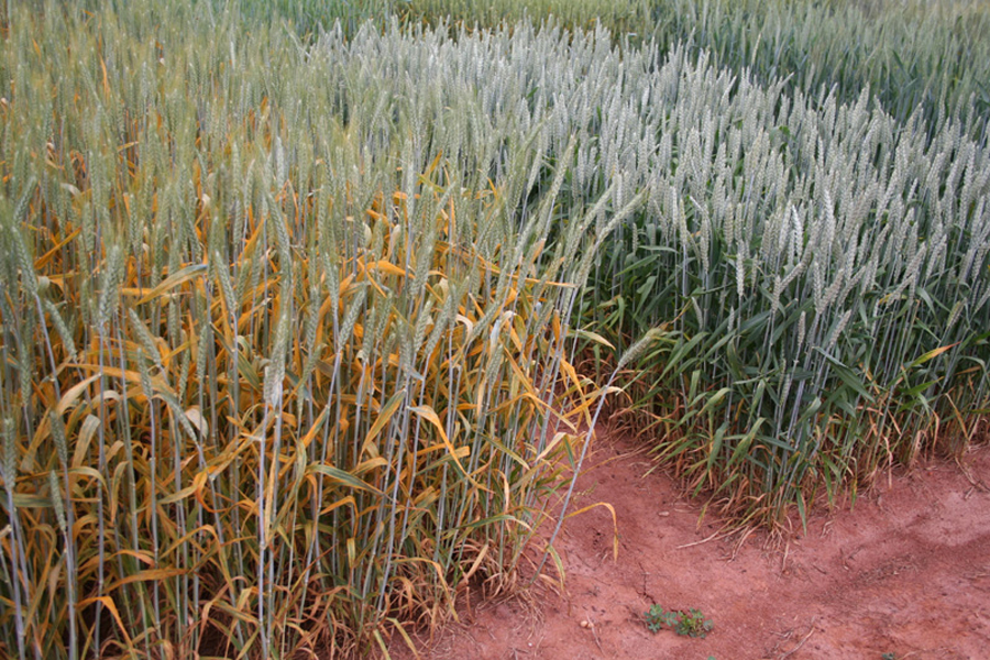 Plot of wheat with severe stripe rust next to a plot with less severe infection
